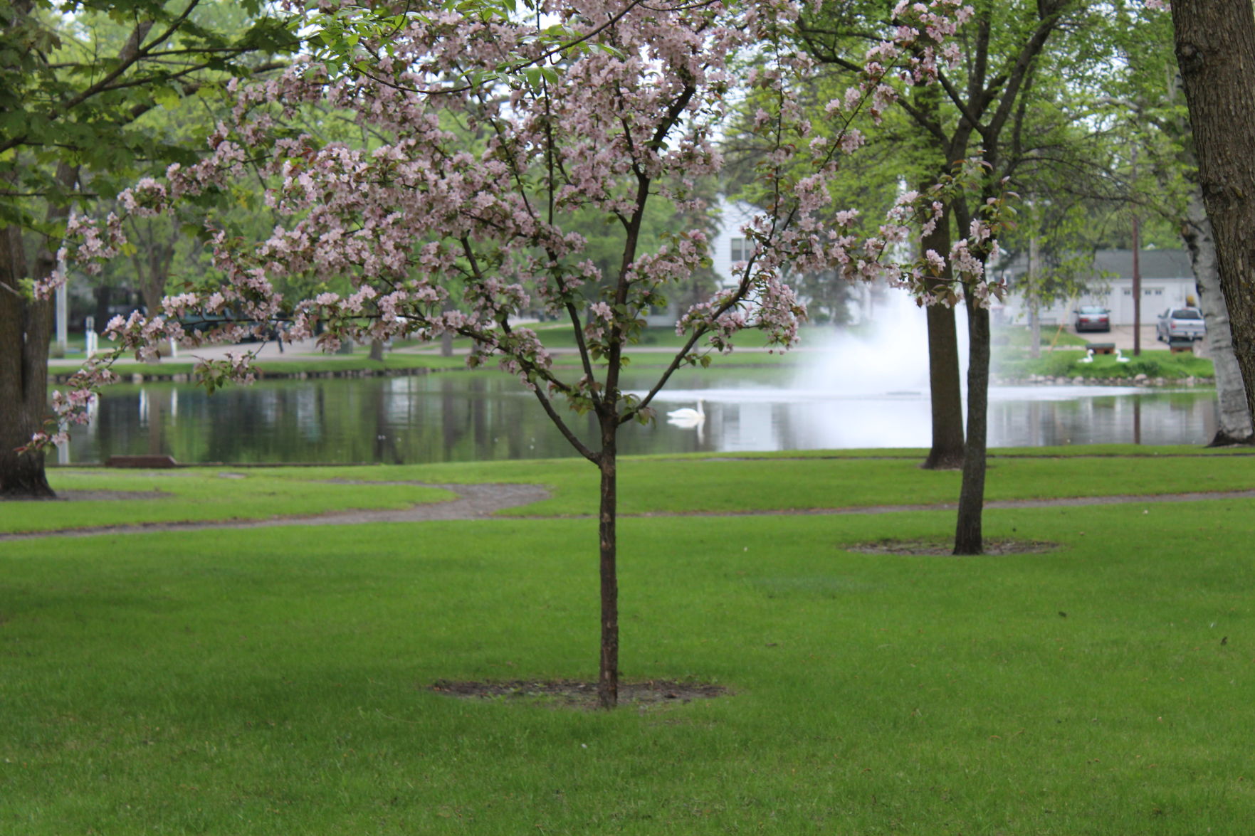 Apple Blossoms of Alexandria